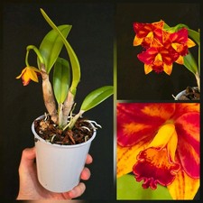 Mini Cattleya Sunset. 1