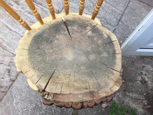 Oak wood tree - log, section