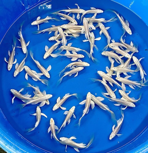 Premium quality 5 - premium, 5"