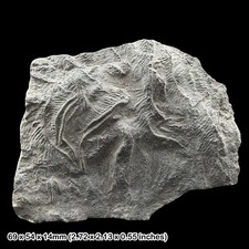 Pentacrinites Crinoid Fossil