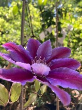 Two Clematis 'Geoffrey