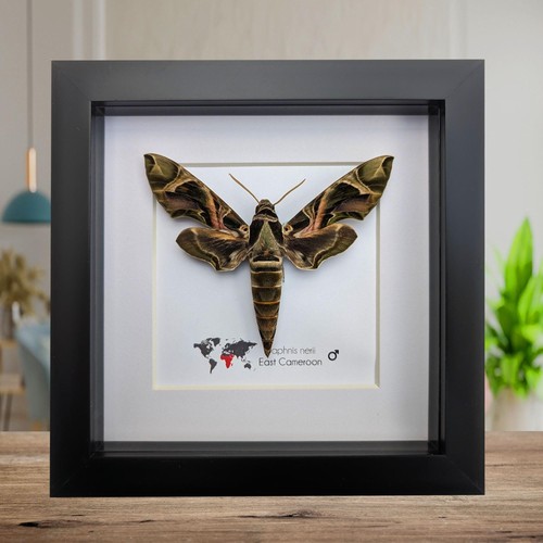 Framed african green hawkmoth