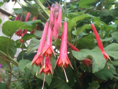 Fuchsia fulgens 9cm - fuchsia, pot