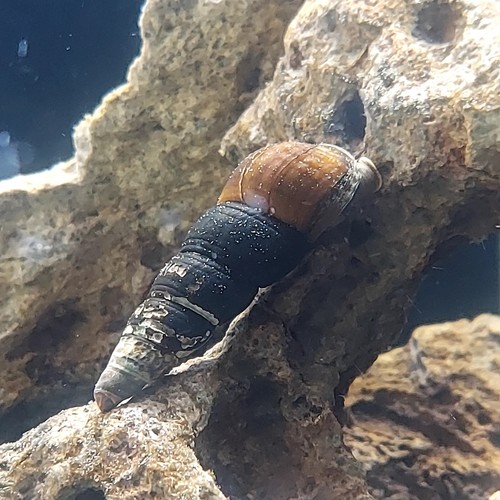 Rabbit snails assorted - rabbit, mix