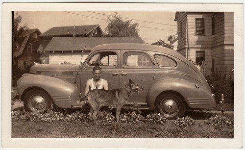 1940 german shepherd - shepherd, dog