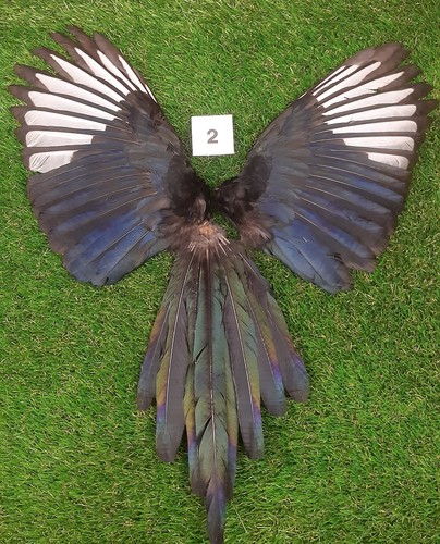 Genuine british magpie wings - genuine,