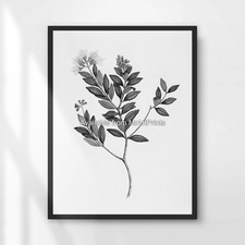Black and White Leaves