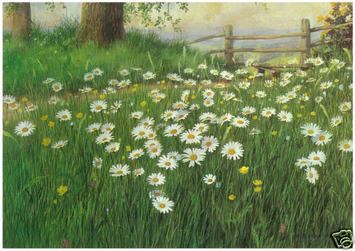 Forestier eye daisies - m,