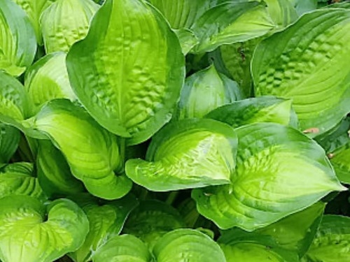 Hosta adorable fragrant - hosta,