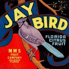 Vintage Jay Bird Florida Fruit