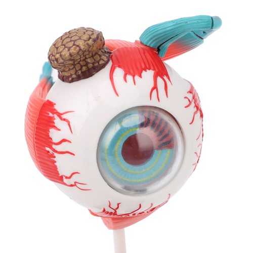 Human eye anatomical model - human,