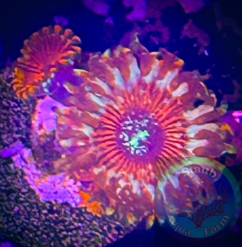 Saf salted agave zoanthid - saf~salted,