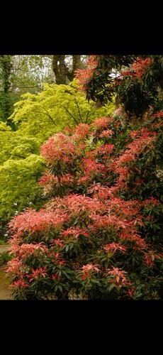 Pieris japonica forest - pieris, ‘forest