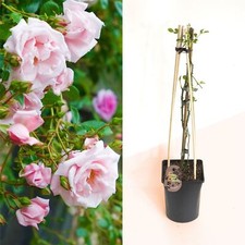 Established Fragrant Outdoor