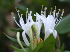 100% Survive Honeysuckle
