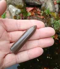 Fossil Belemnite (Squid)  Polished Specimen,  Whitby, Yorkshire Coast, England