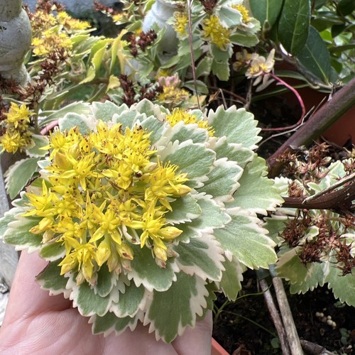 Sedum takesimense atlantis - takesimense,