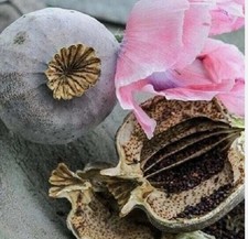 Afghan Poppy | Giant Poppy |