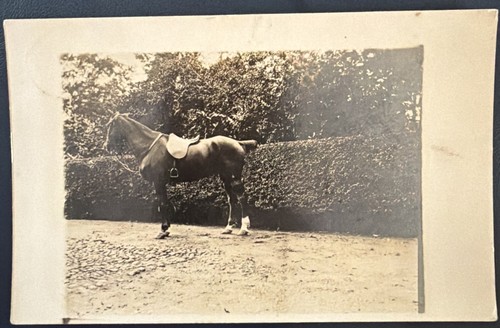 Real photo horse postcard - photo,