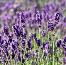 English Lavender mini plug