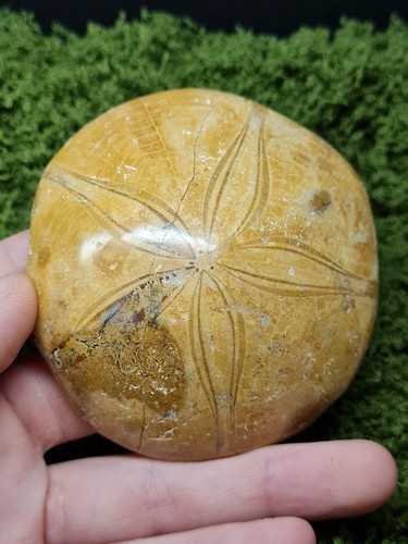 Madagascar sea urchin - urchin, fossil