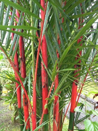 100 giant costa rico - giant, red