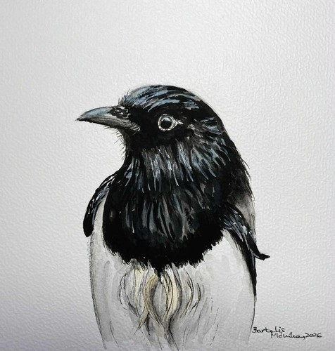 Magpie original watercolour - original,