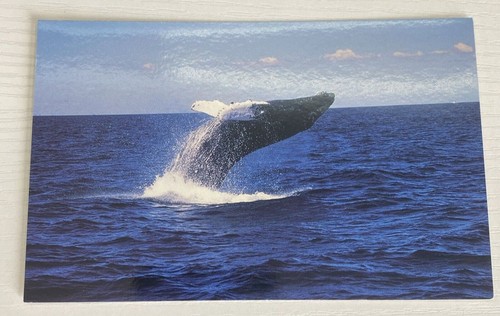 Whale watching deep sea - or, deep-sea