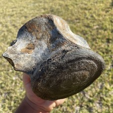 Whale Vertebrae Fossil Miocene
