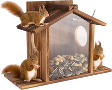 Squirrel Feeder, Squirrel