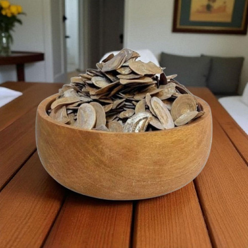Onycha operculum snail shells - operculum,
