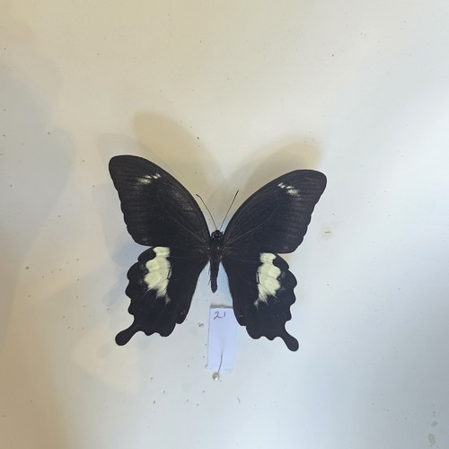 Papilio helenus set - papilio,