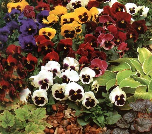 Pansy giant swiss mixed - giant, 800