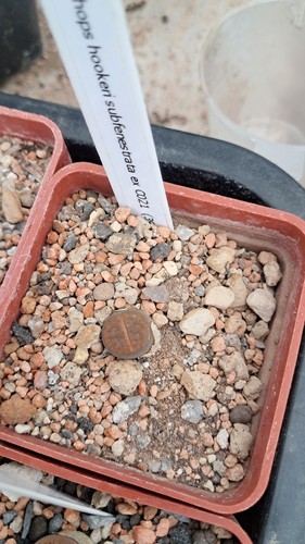 Lithops hookeri subfenestrata