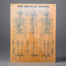 Vintage 1990s Anatomical Chart