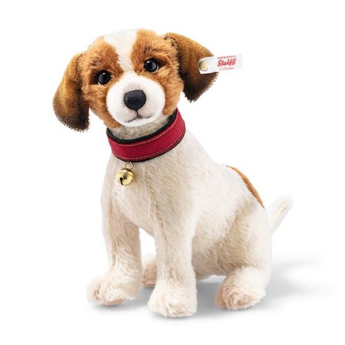 Matty jack russell terrier - matty,