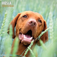 Vizsla 2026 Traditional Calendar