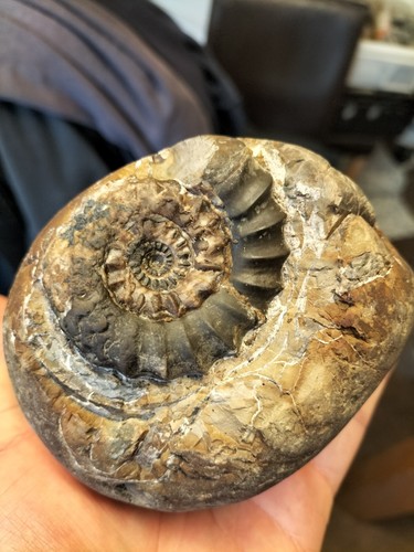 Androgynoceras maculatum - androgynoceras,