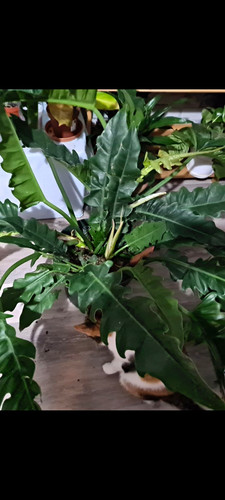 Philodendron jungle boogie aka - jungle,