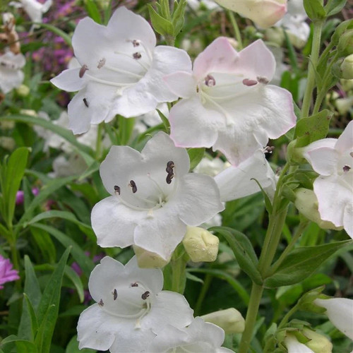 Penstemon snowstorm syn - 'snowstorm',