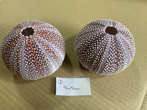 Large scottish sea urchins - large,
