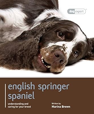 English springer spaniel dog - english, spaniel: