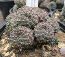REBUTIA RAUSCHII - highly