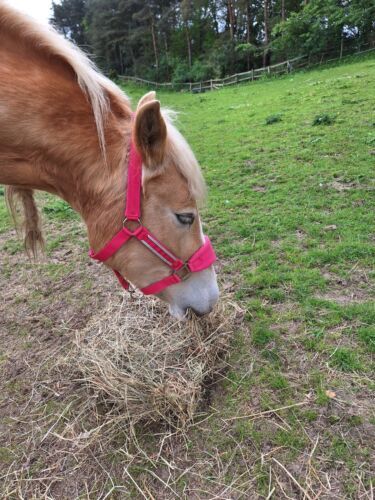 Unicorn fleece headcollar - fleece,