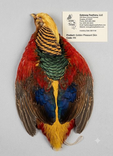 Golden pheasant skin premium - pheasant,