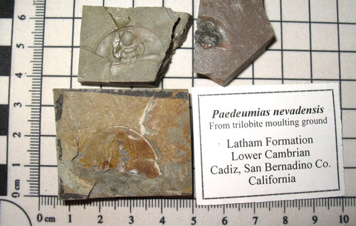 Cambrian paedeumias nevadensis - cambrian,