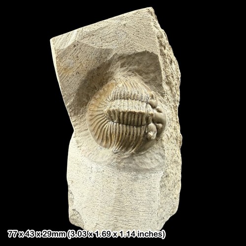 Rare scutellum trilobite - scutellum,
