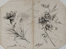 ANTIQUE EARLY 1900S PENCIL DRAWING ON CARDBOARD FLOWERS - A. COMOLLI - A. PINK