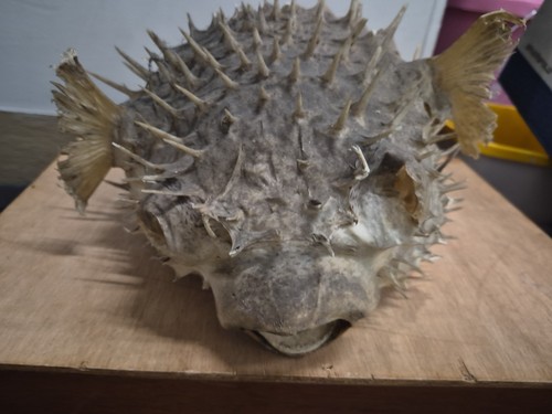 Real dried puffer fish - dried,