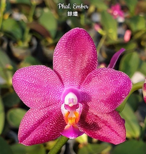 Phalaenopsis ember - phalaenopsis,